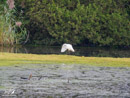 White Heron - Czapla Biała